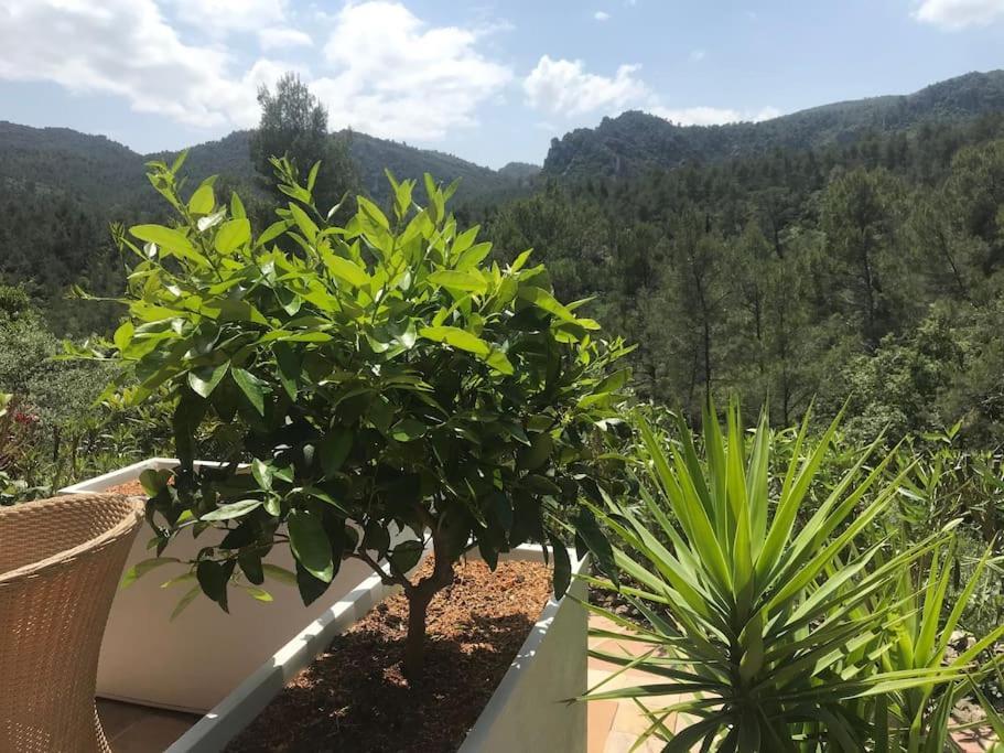 La Canopee De Apartamento Belgentier